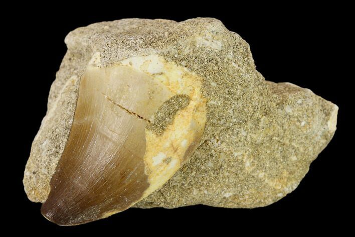 Fossil Mosasaur (Prognathodon) Tooth In Rock - Morocco #134192